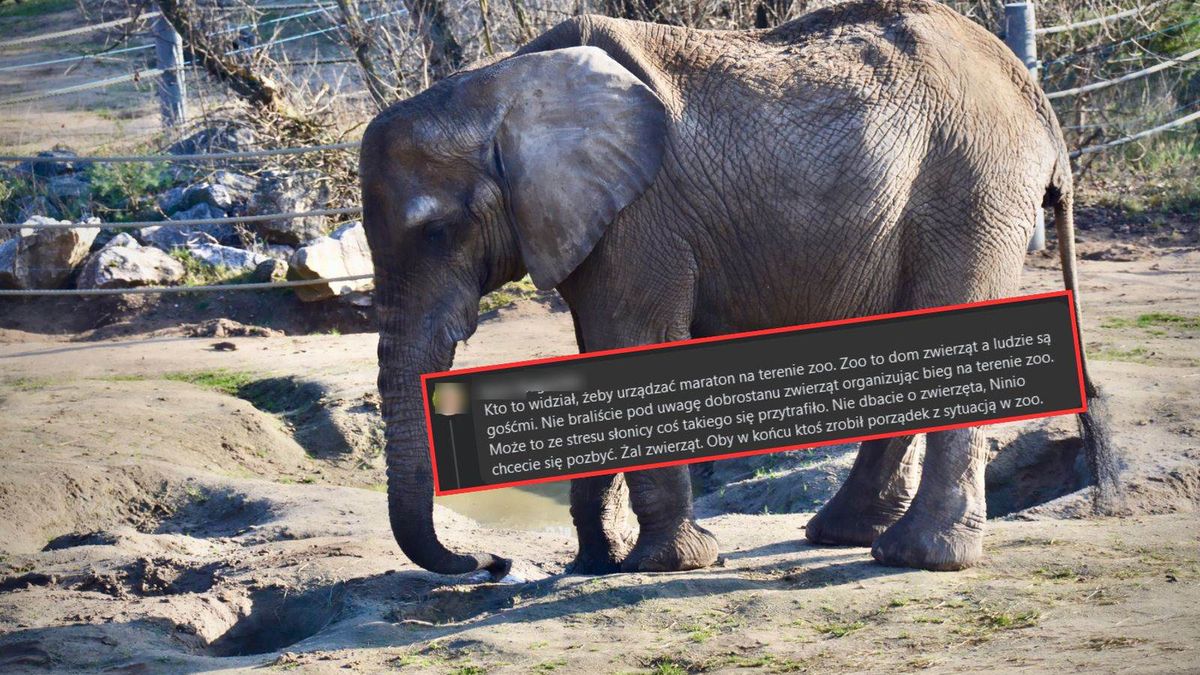 Śmierć słonicy wywołała falę hejtu na ZOO w Poznaniu