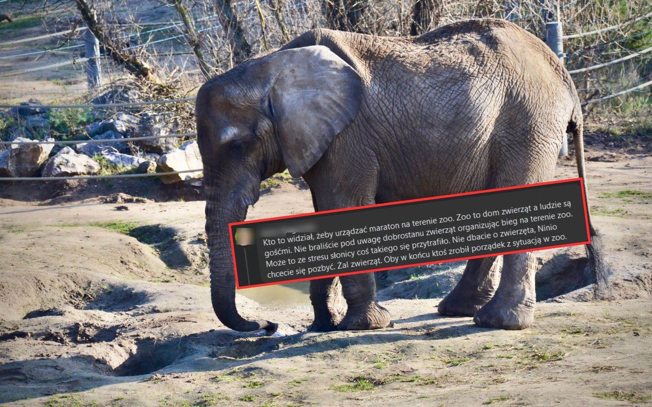 Słonica zmarła, ludzie wydali wyrok w komentarzach. Zoo odpowiada
