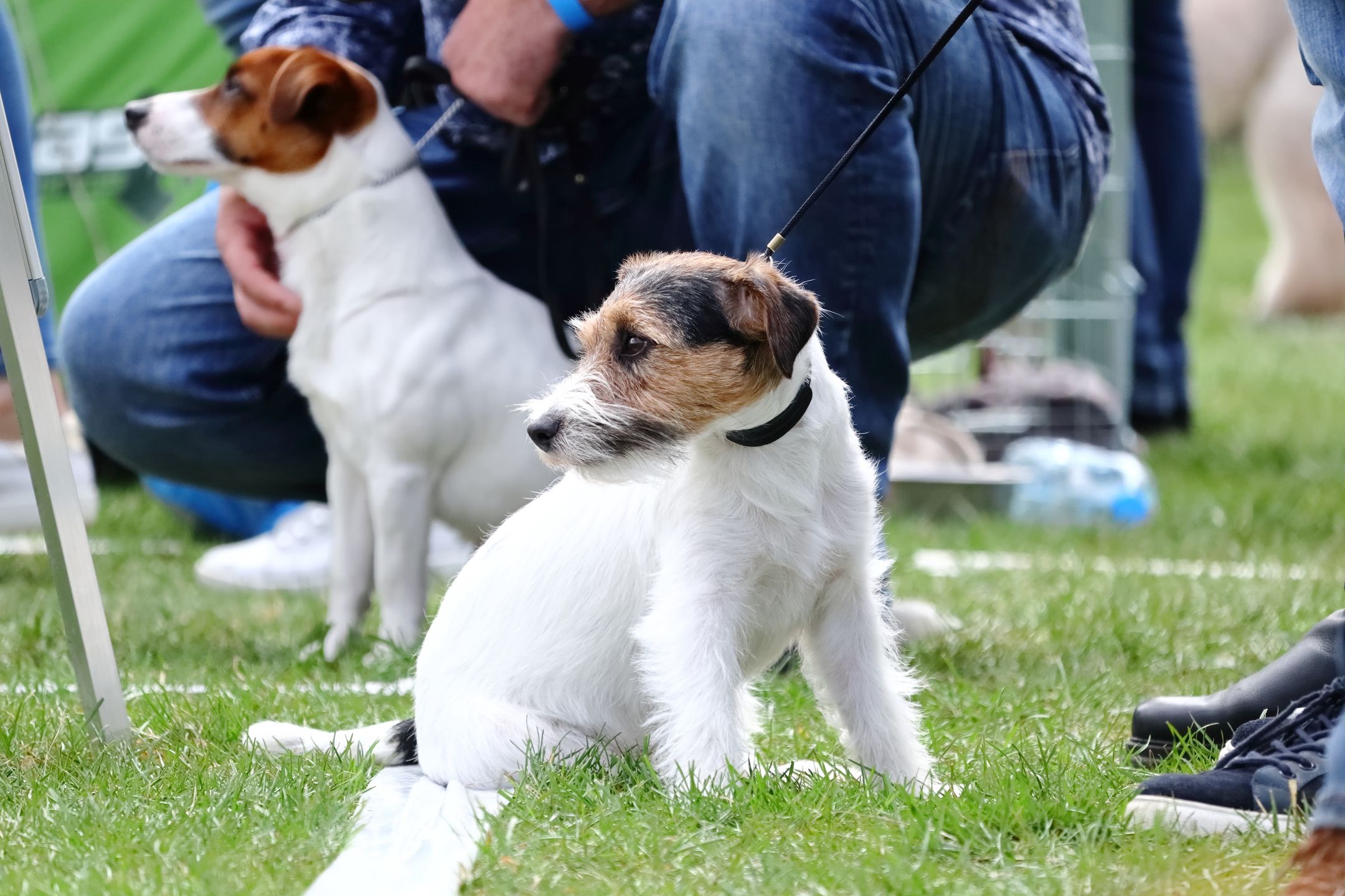 pies, jack russell terrier, jrt, wirehaired, wirehair jrt, dog, jack russel, russell, canino, jack russel terrier, braun, exhibition of purebred dogs, dog show, gras, domowych, domowy, portret, adorable, radosna, posiedzenie, atelier, wystawa psów, pies rasowy