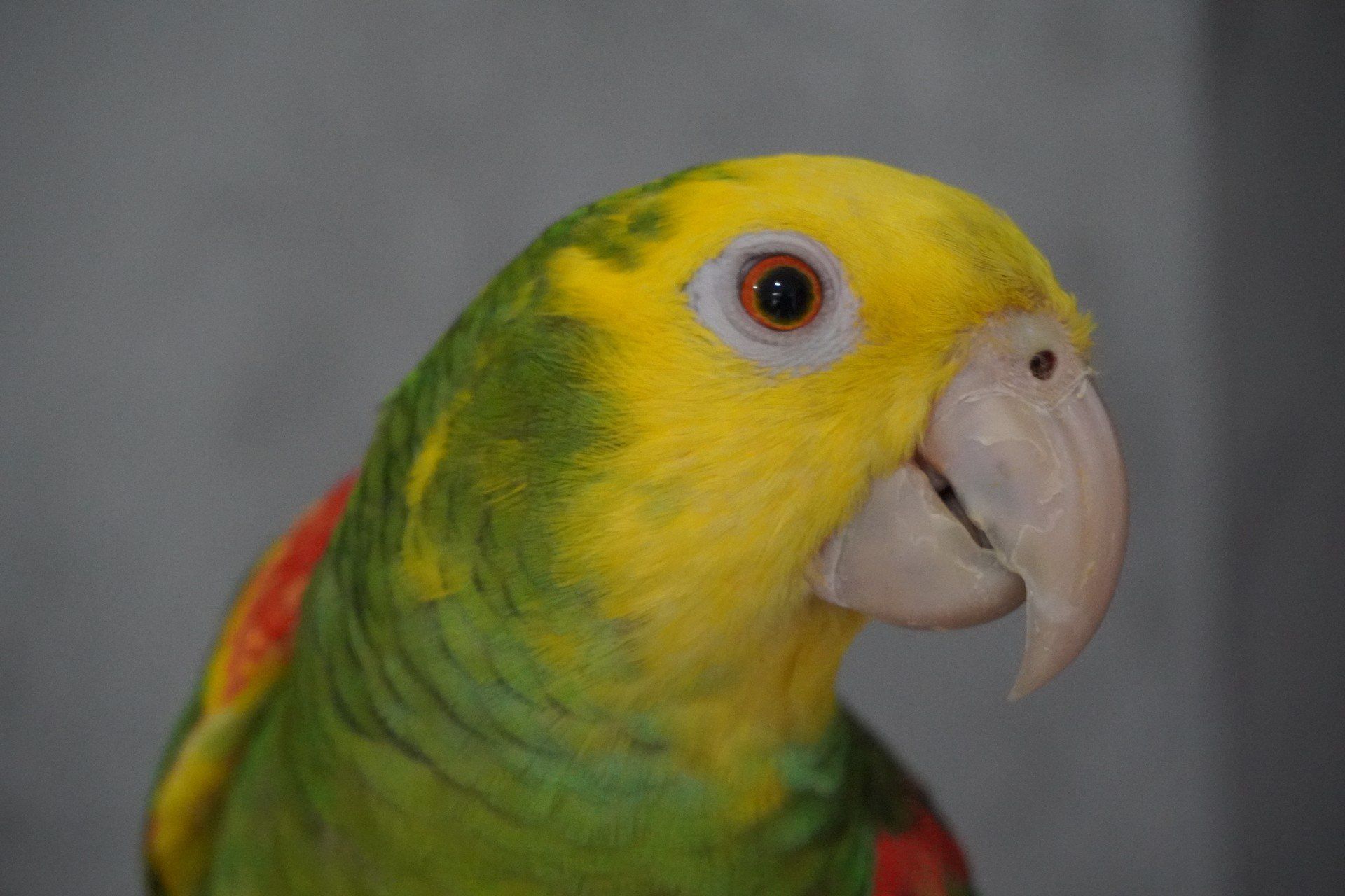 Papuga, która mówi. Poznajcie Romka