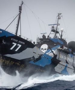 Sea Shepherd: ekologiczny zamordyzm. Koniec proszenia, czas na walkę