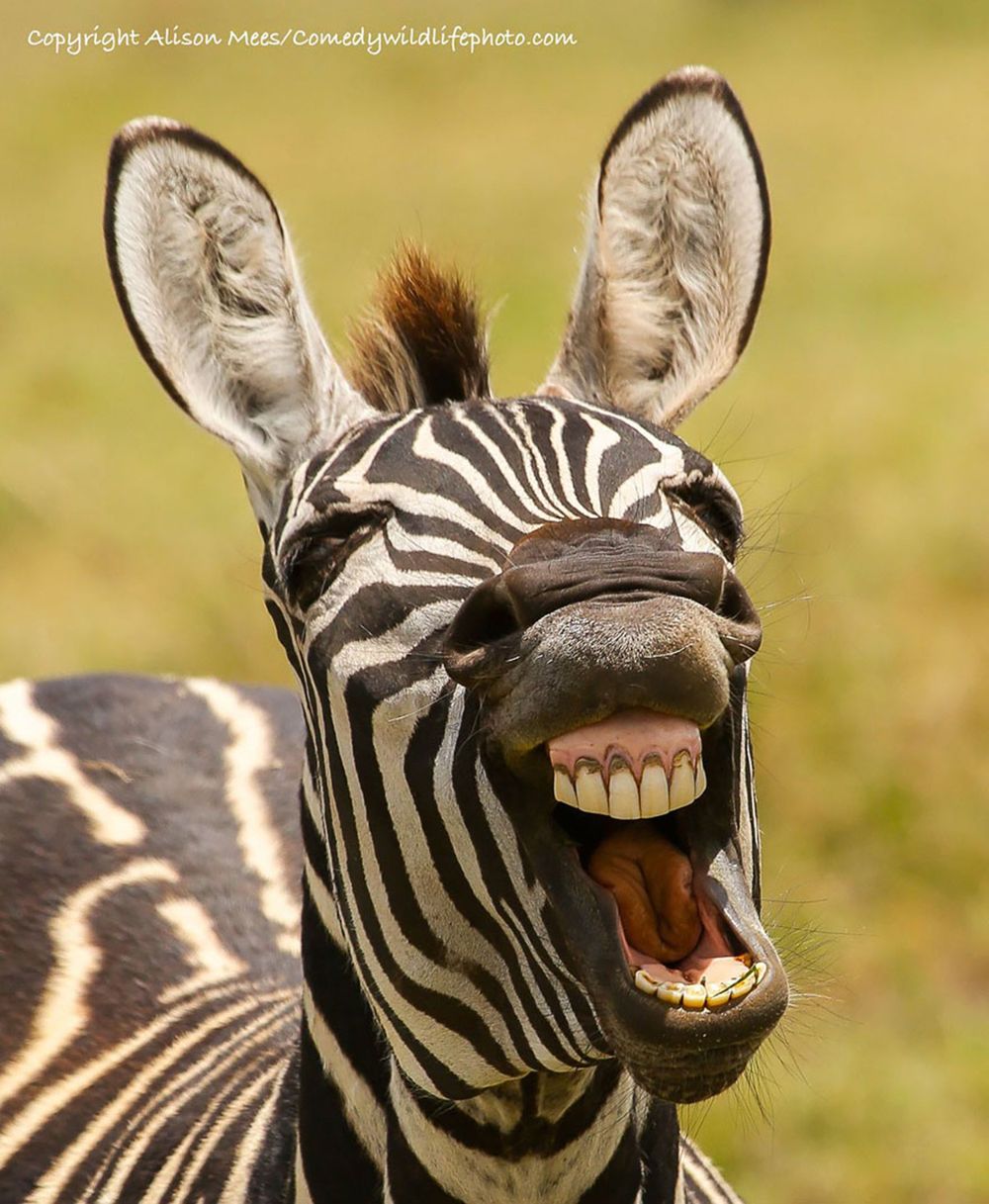 Najzabawniejsze zwierzaki konkursu Comedy Wildlife Photography Awards 2016 37