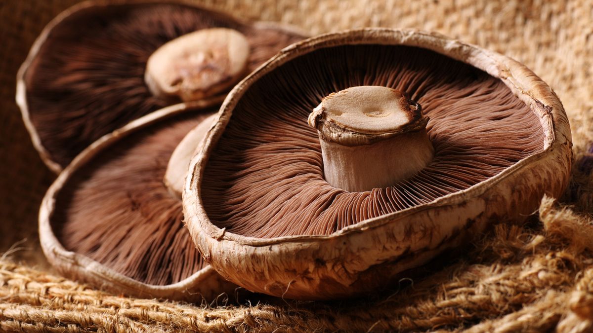 Pieczarki portobello to pieczarki brązowe, spokrewnione z popularną w Polsce pieczarką białą