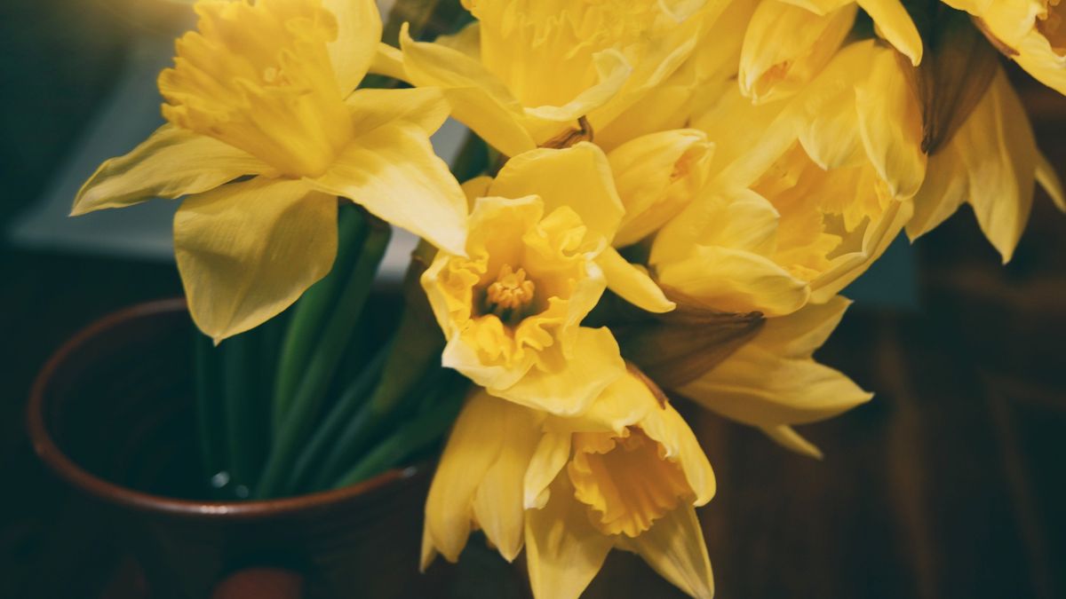 Wystarczy kilka sposobów, aby przywrócić żonkilom świeżość