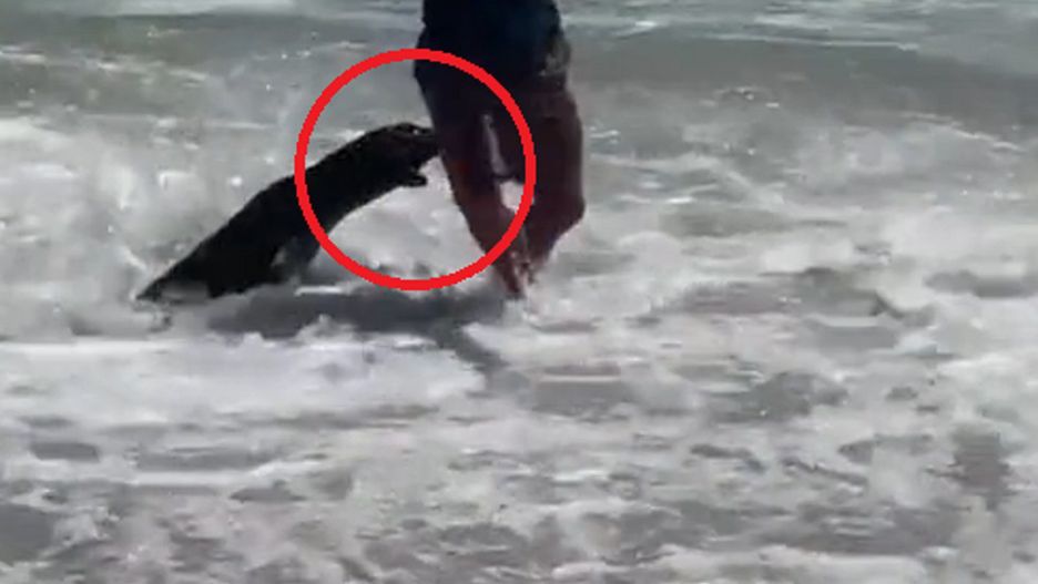 Foka zaatakowała dziecko. Wstrząsające nagranie