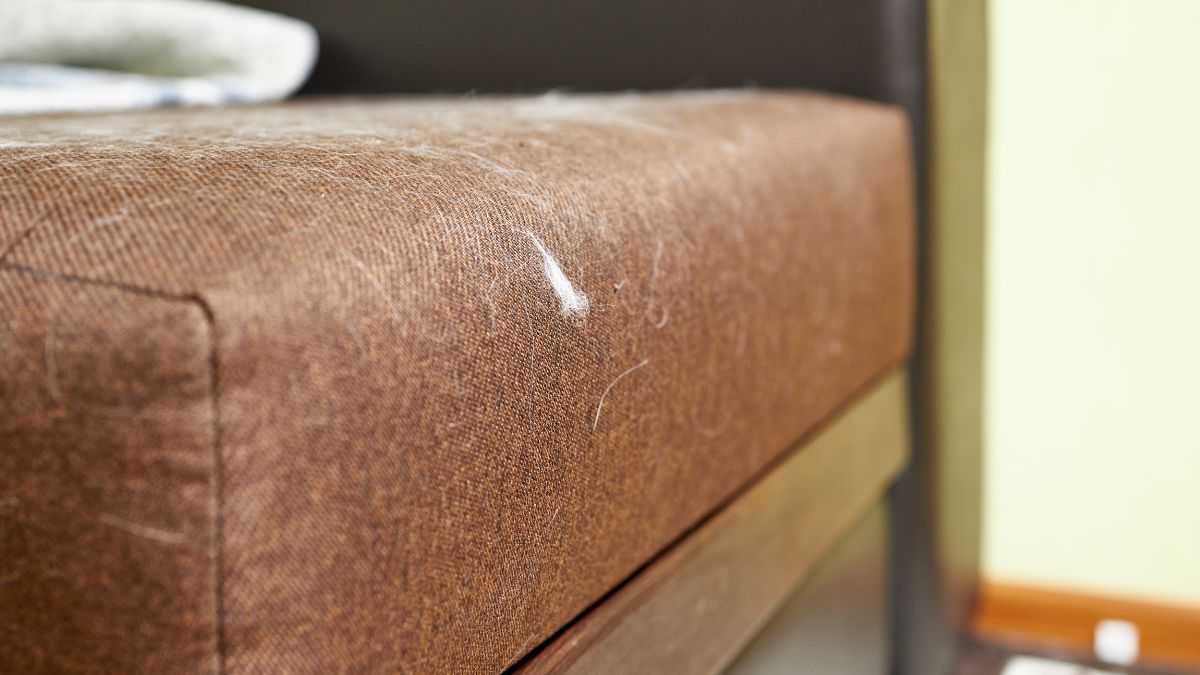 Sierść na meblach to dość uciążliwy problem