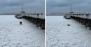 Zeszli z molo na Bałtyk. Lód nagle pękł. Wideo ma już 800 tys. odsłon