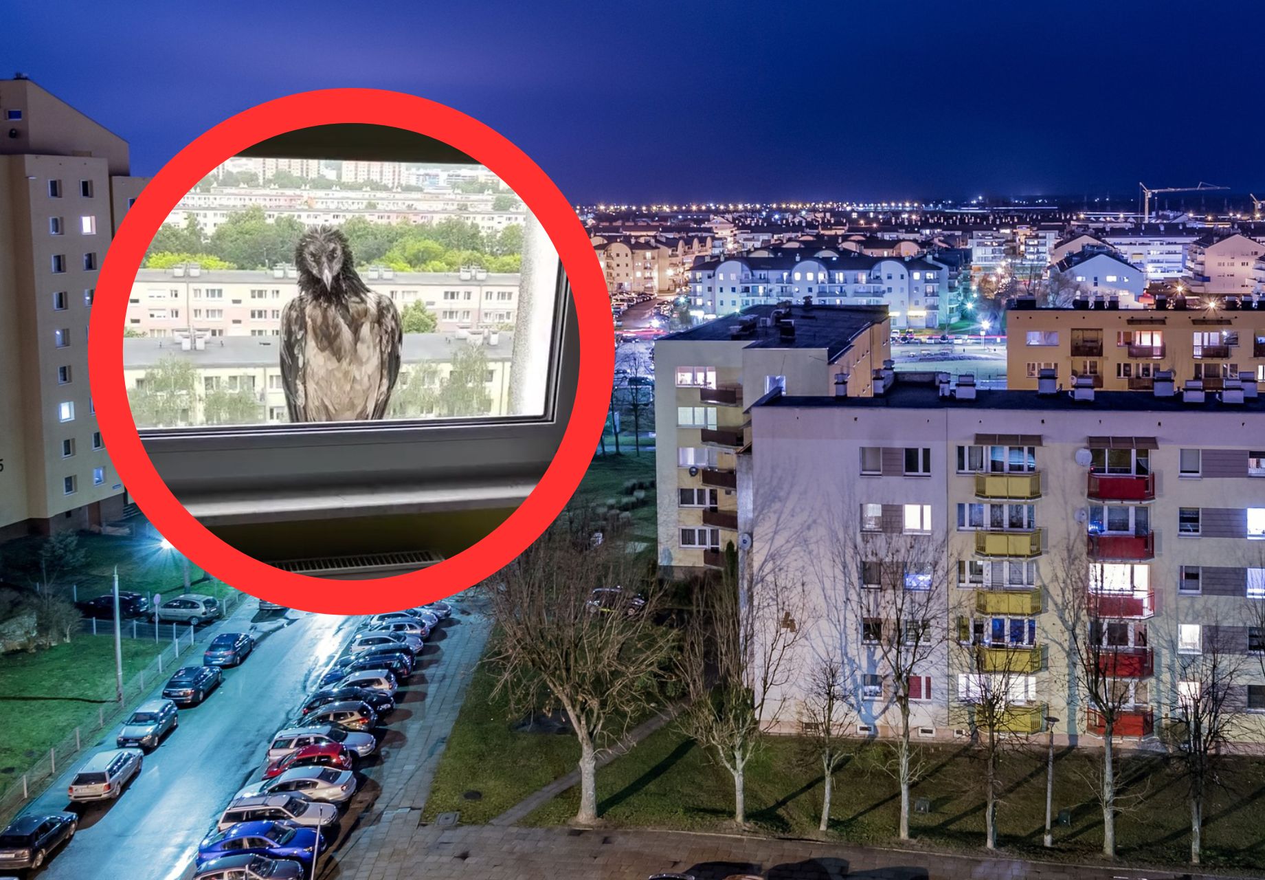 W Poznaniu na jednym z parapetów bloku pojawił się... orłosęp
