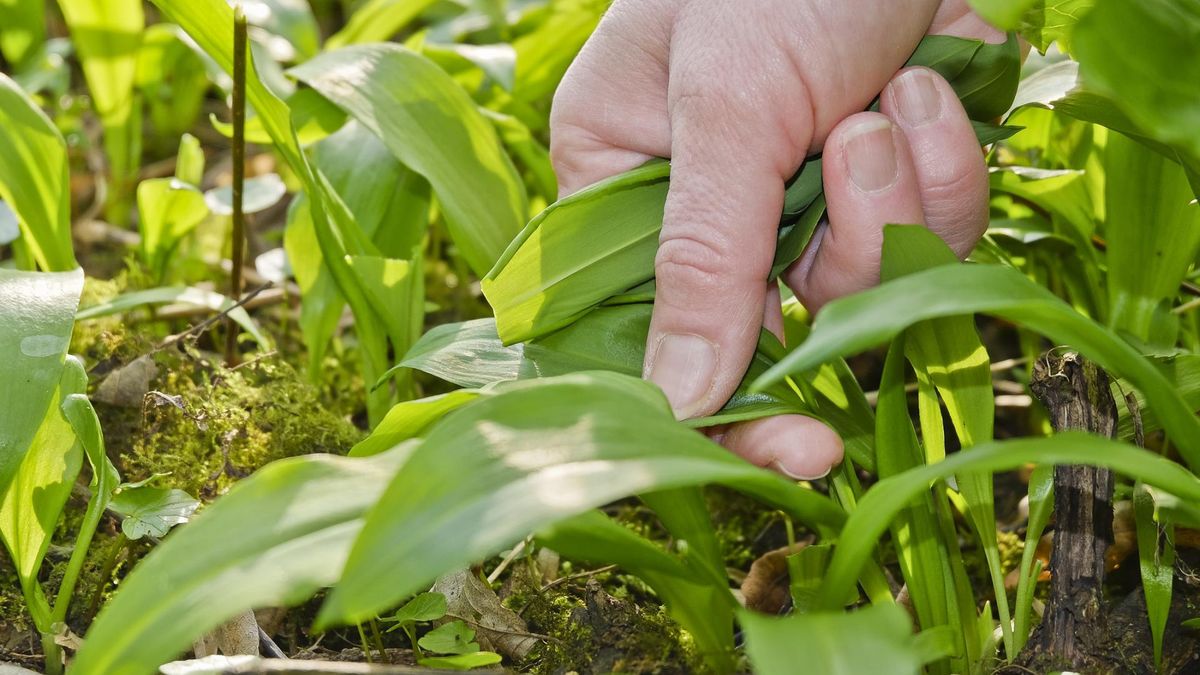 Czosnek niedźwiedzi można bez trudu uprawiać we własnym ogródku