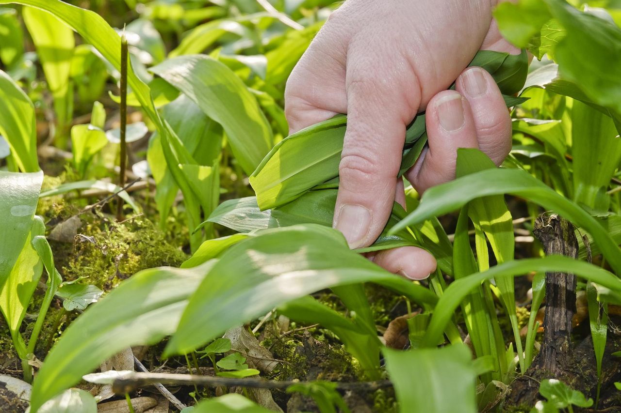 Nazywany także cebulą czarownic. Pięć powodów, dla których warto sięgać po czosnek niedźwiedzi