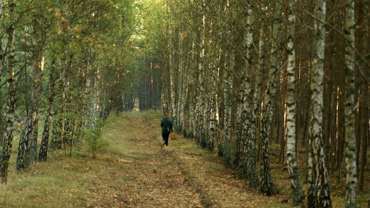 Za parkowanie w lesie grożą surowe mandaty  