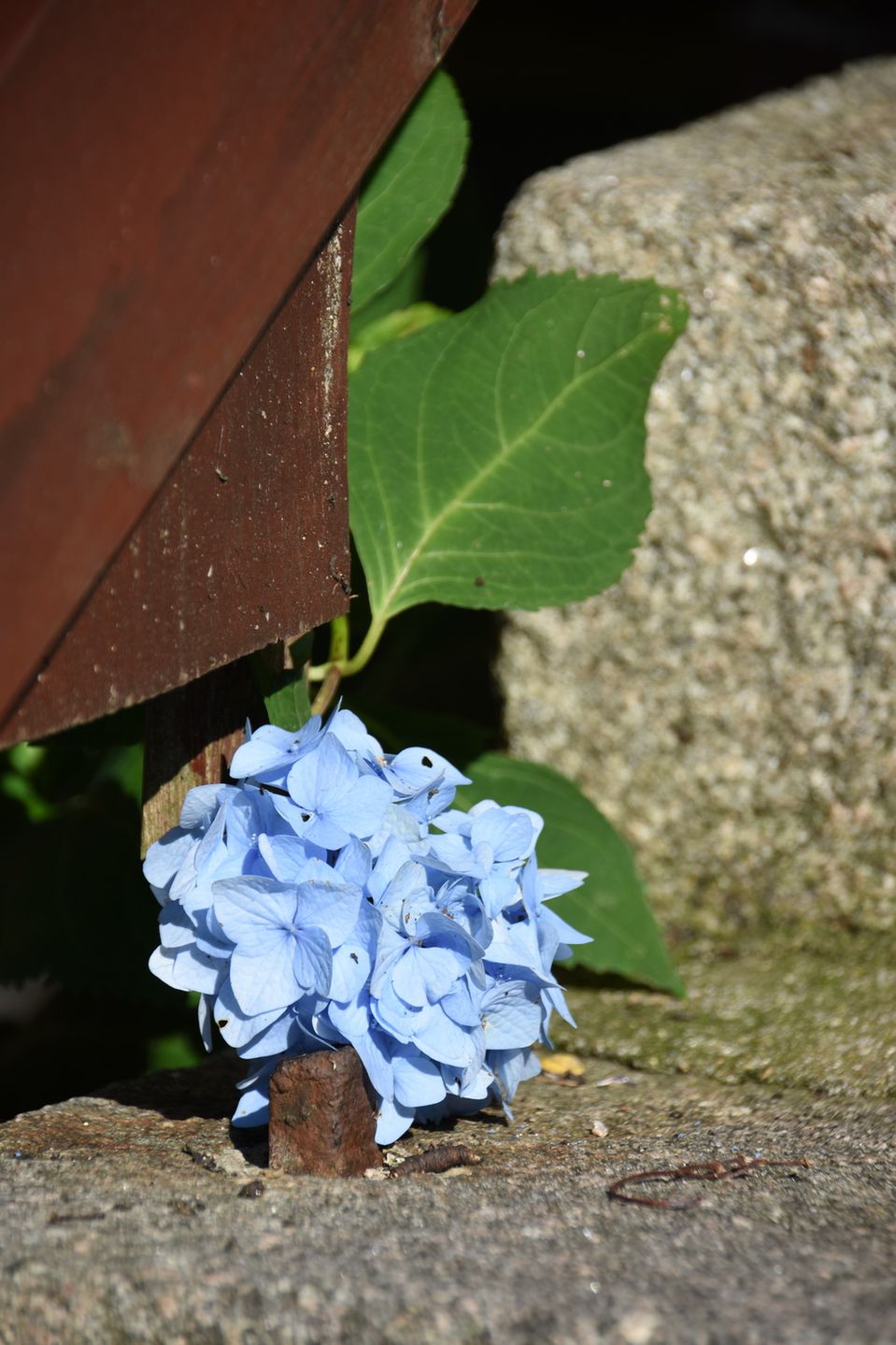 Sigma 18-200 mm f/3.5-6.3 C - test superzooma po odchudzaniu 47