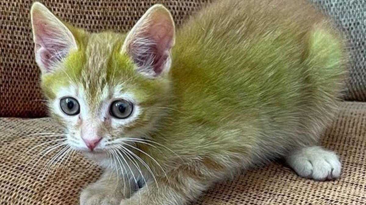Kot jest zdrowy, ale kolor jego sierści jest wyjątkowy