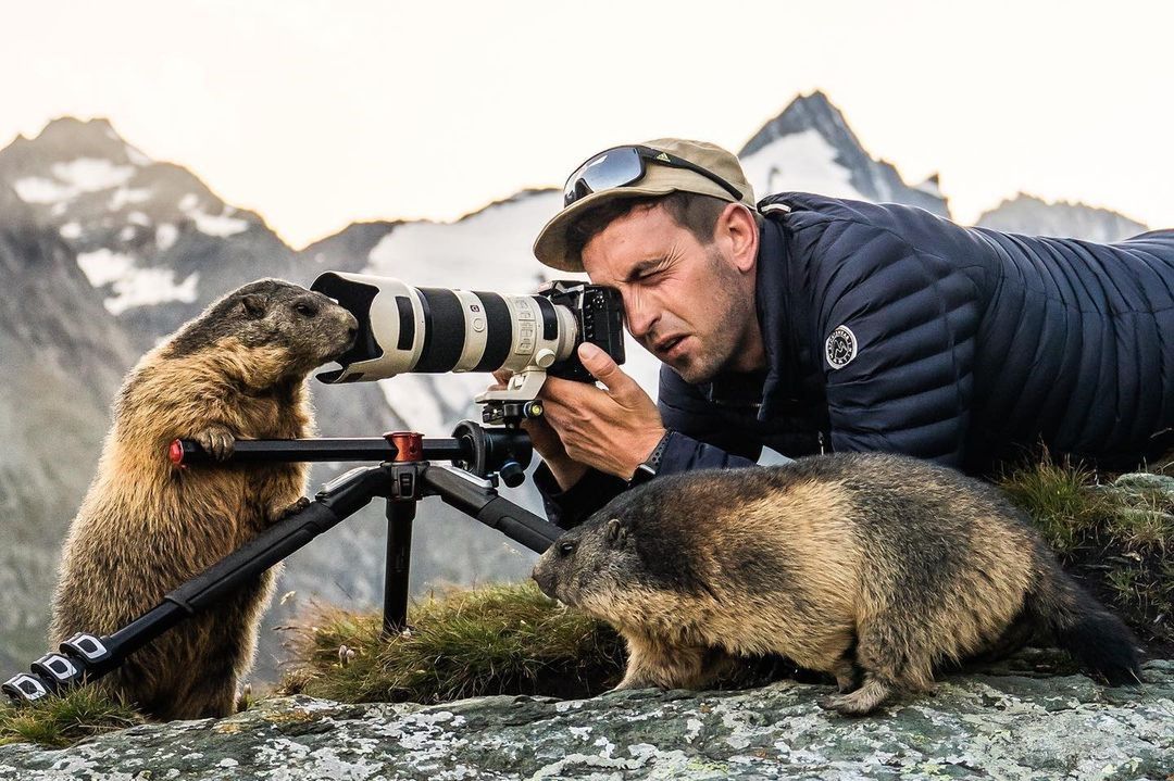 Fotograf odwiedził rodzinę świstaków. Tata świstak sam stanął za obiektywem