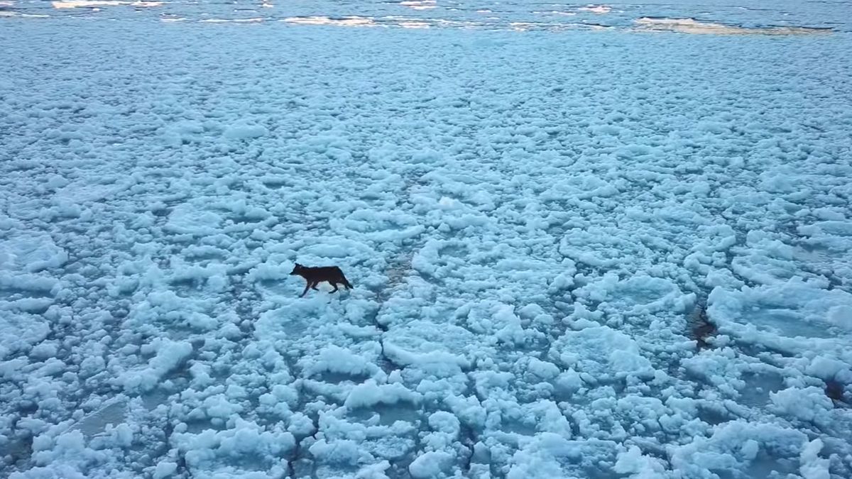 Kojot ożywił wyjątkowe kadry zachodzącego nad jeziorem słońca 1