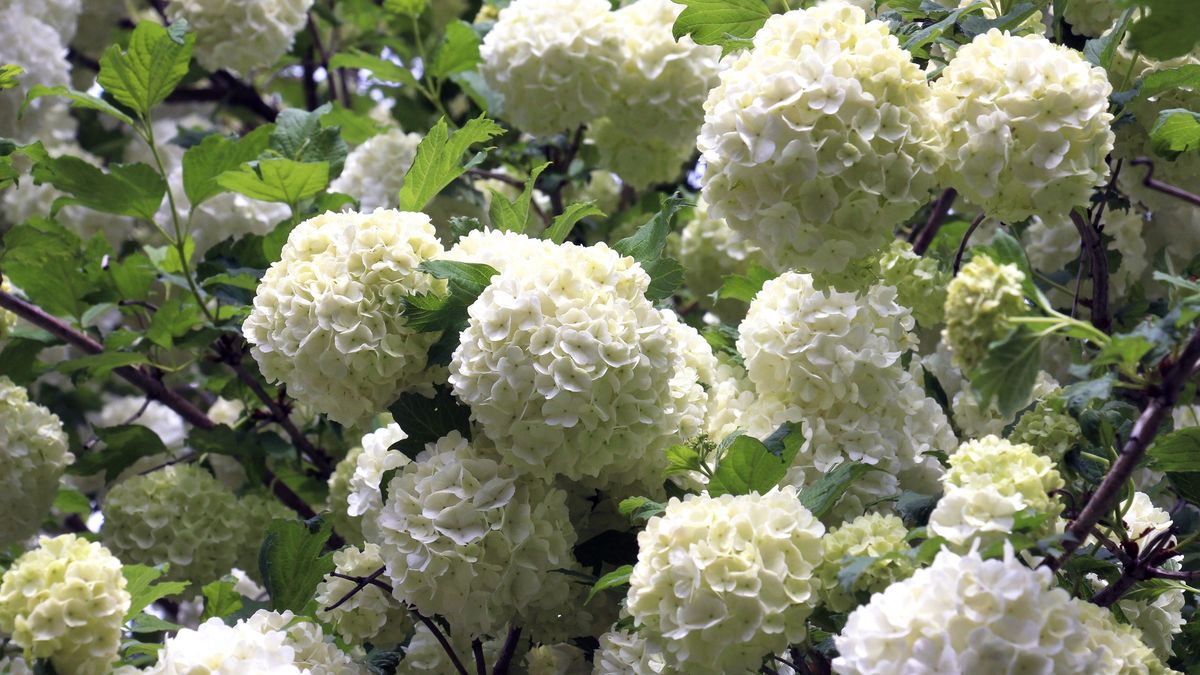The flowers of the ornamental bush viburnum opulus var. Sterile bloom in nature
The flowers of the ornamental bush viburnum opulus var. Sterile bloom white in nature
Orest Lyzhechka
blossoming, greenish white flowers, opulus, botanical, balls of floral snow, floral, fragrant, roseum, delicate, blooming, park, romantic, guelder-rose, garden flowers, ornamental, viburnum snow globe, green, rose, beautiful flowers, ball, viburnum opulus var. sterile, shrub, closeup, spring, white, round, decorative, bloom, deciduous, flowering plants, background, natural, decorative bush