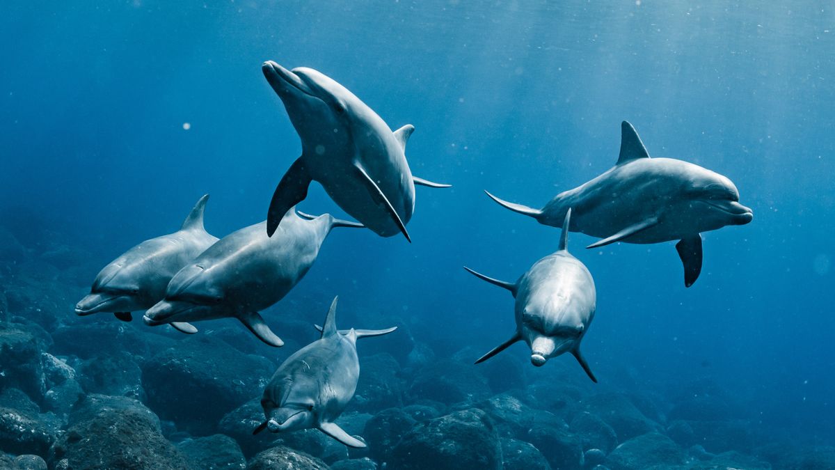 Delfiny z Oceanu Indyjskiego