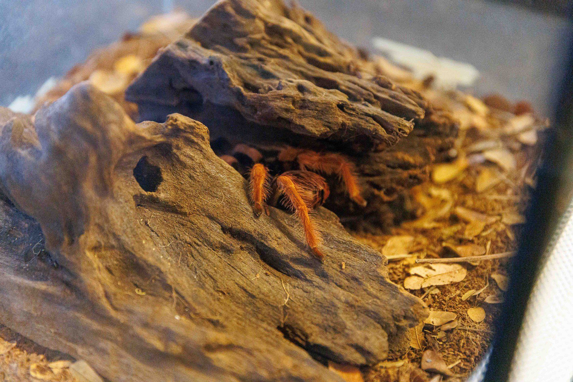 Targi terrarystyczno-akwarystyczne. Chorten Arena. Białystok