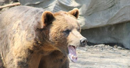 Koszmar w zoo. Niedźwiedzie zagryzły człowieka na oczach turystów