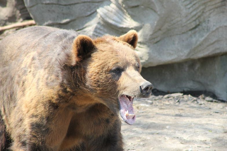 Koszmar w zoo. Niedźwiedzie zagryzły człowieka na oczach turystów