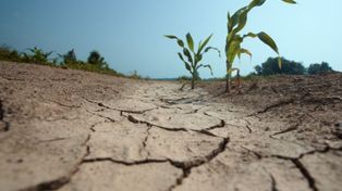 ALARM DLA PŁOCKA: Grozi nam głęboka susza hydrogeologiczna. Dane IMGW i PIG nie pozostawiają złudzeń!