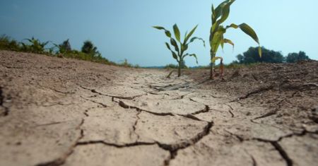 ALARM DLA PŁOCKA: Grozi nam głęboka susza hydrogeologiczna. Dane IMGW i PIG nie pozostawiają złudzeń!