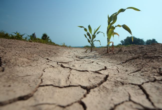 ALARM DLA PŁOCKA: Grozi nam głęboka susza hydrogeologiczna. Dane IMGW i PIG nie pozostawiają złudzeń!