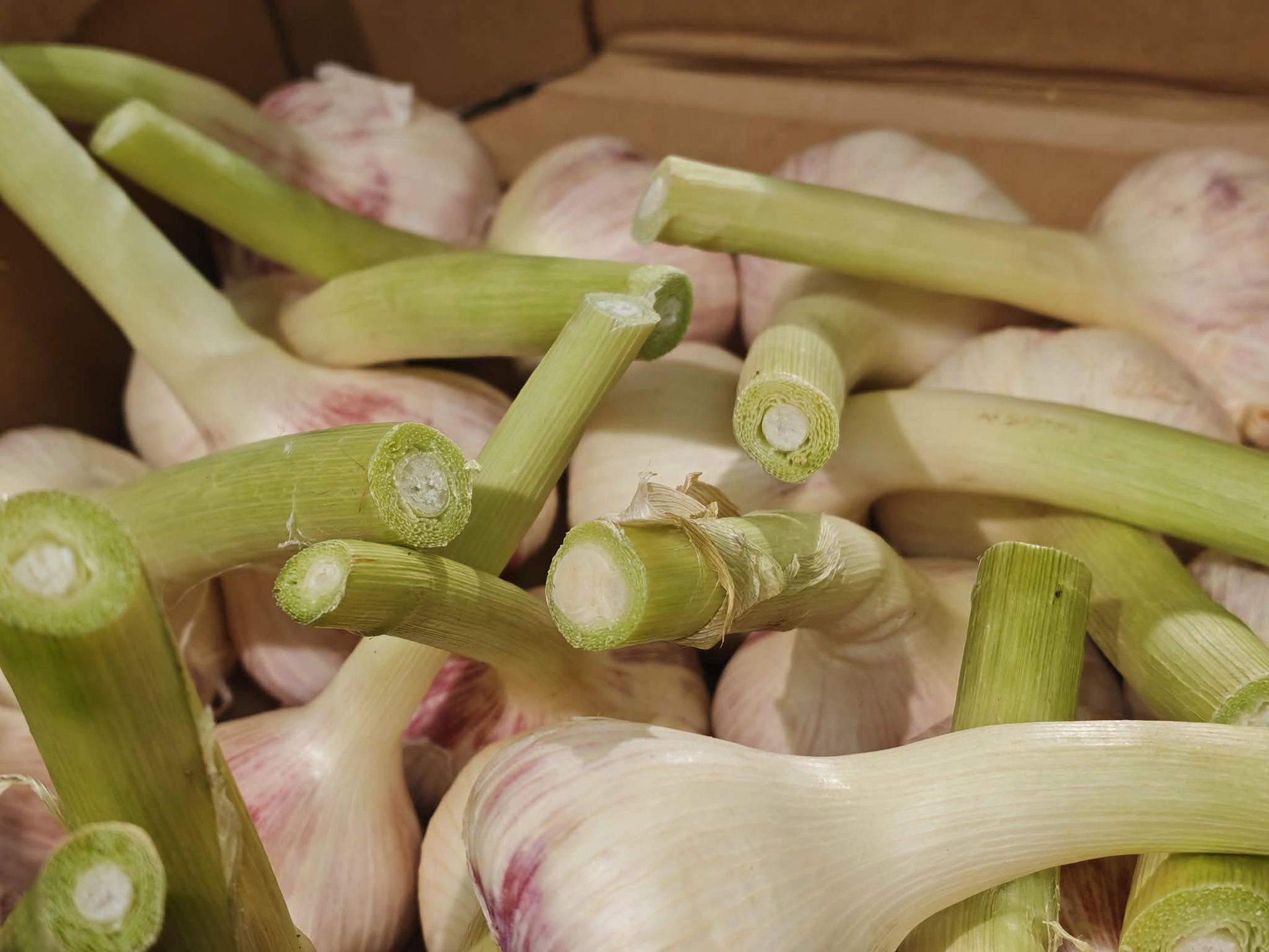 Młody czosnek ma jadalne zielone łodygi