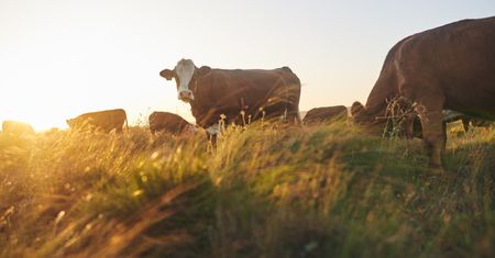 Polski projekt. Energia od krów w Afryce