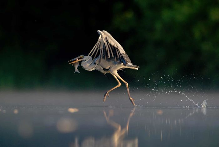 10 lat konkursu British Wildlife Photography Awads. Oto najlepsze zdjęcia 4