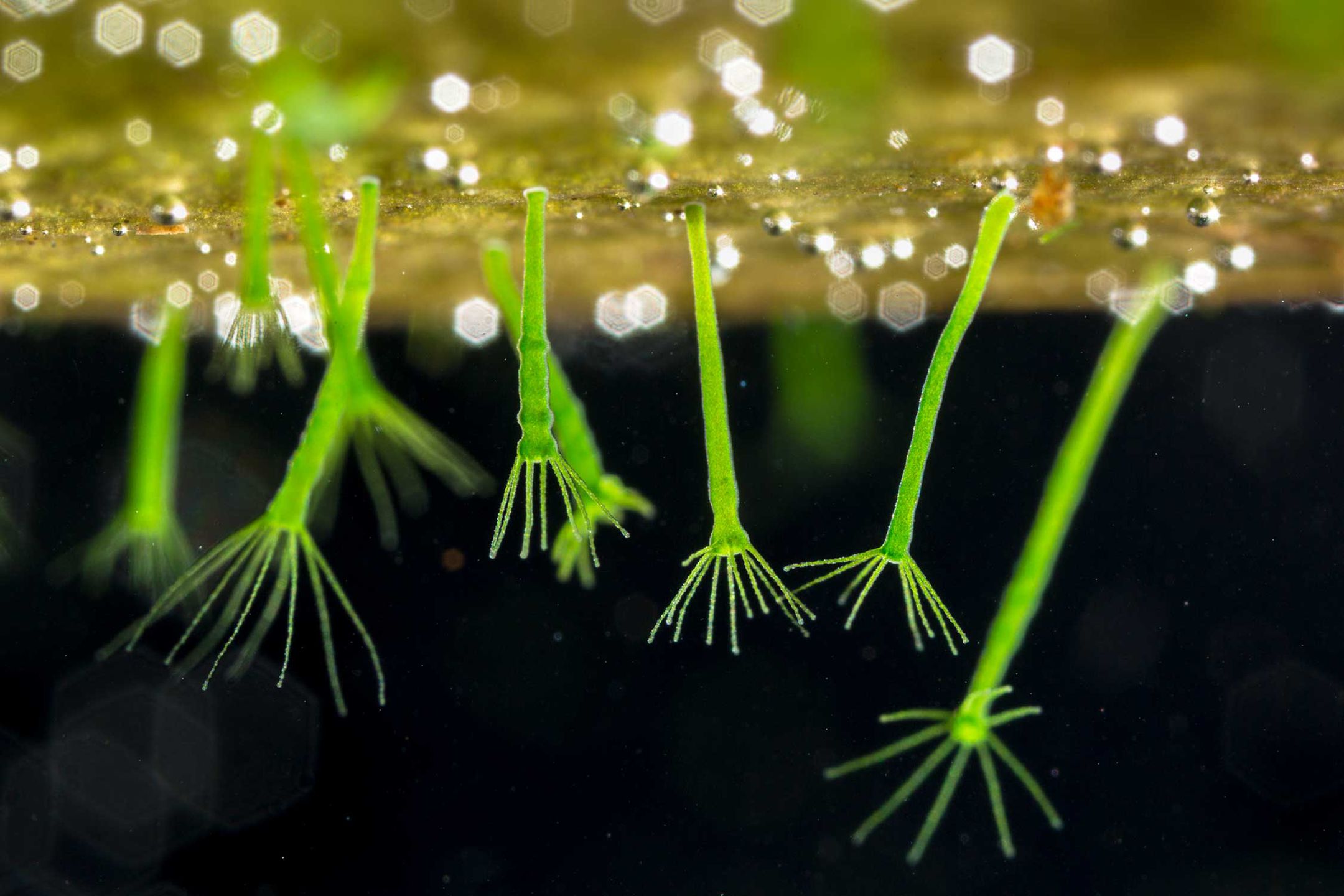 British Wildlife Photography Awards 2017 – najlepsze zdjęcia dzikiej przyrody z Wielkiej Brytanii. Zobaczcie ich historie 6