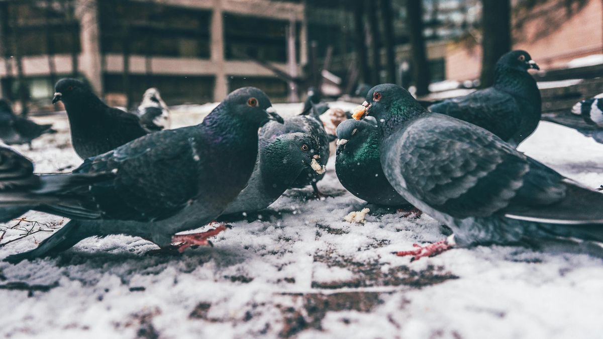 Gołębie/ ilustracja