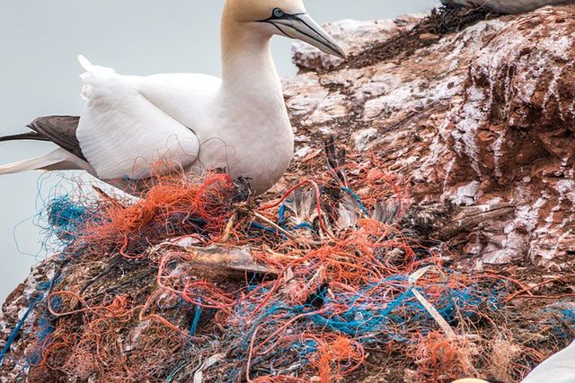 Mikroplastik wywołuje choroby przewlekłe