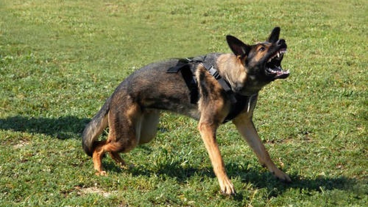 Value Stock ftp September 2013aggressive german shepherd