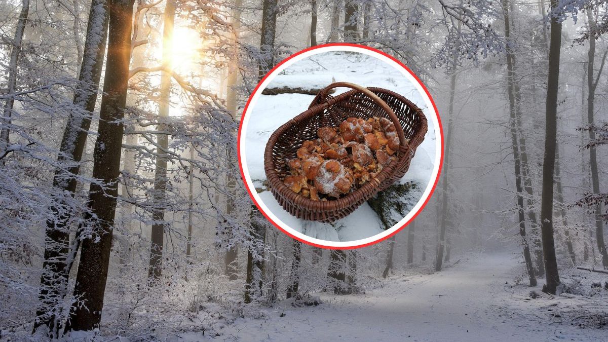 Zimowe grzybobranie w Wielkopolsce