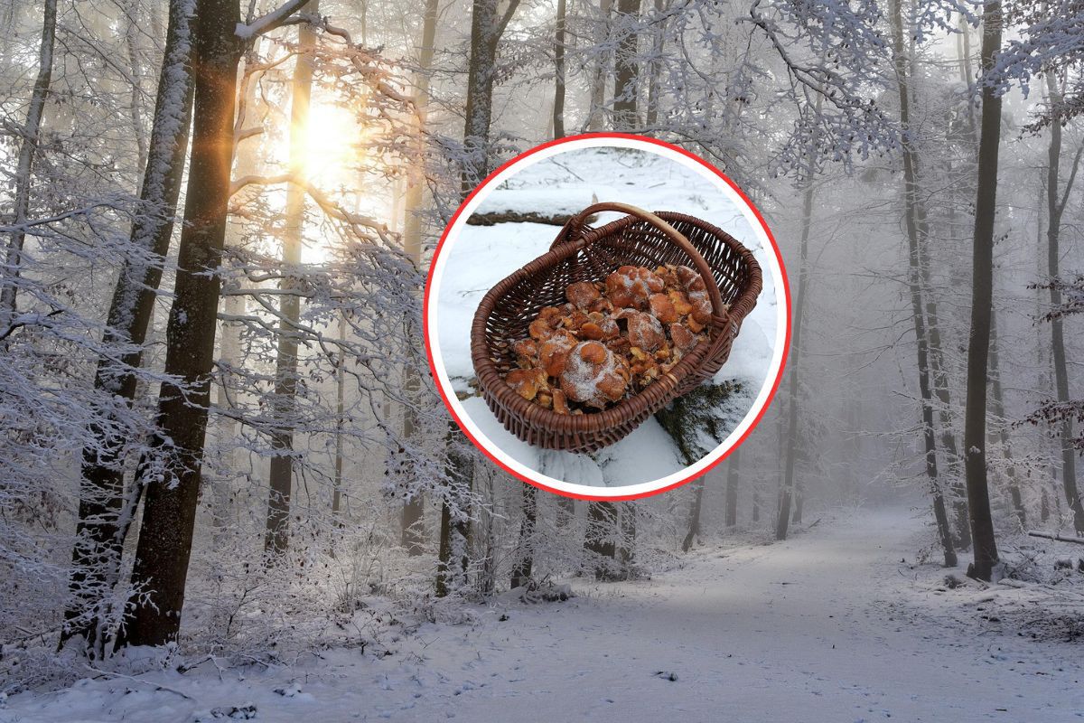 11 stycznia poszedł do lasu. Wyniósł pełen kosz. Grzybiarze mogą pozazdrościć