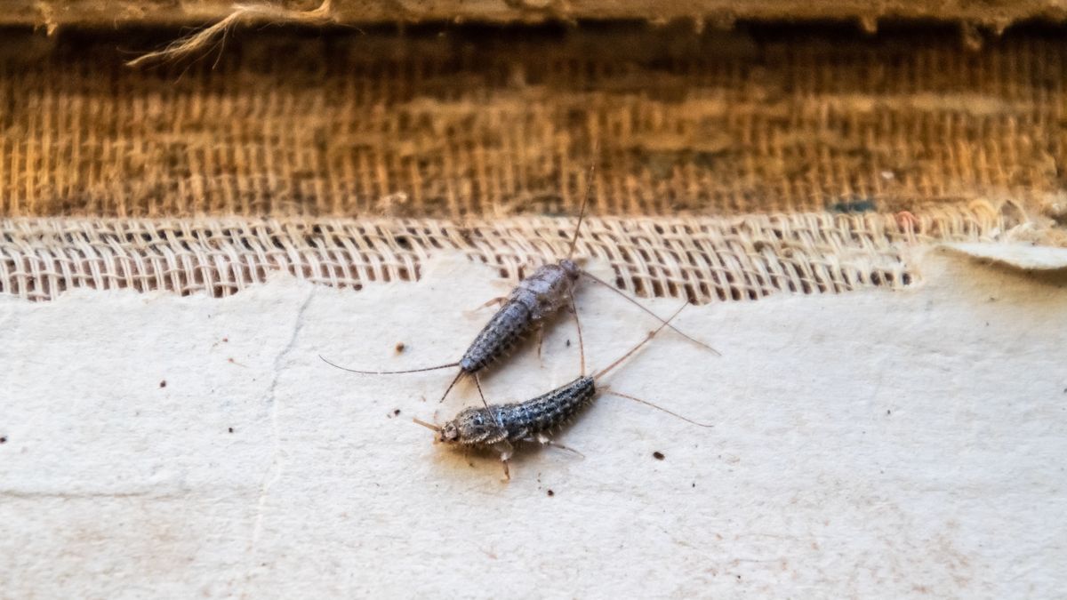 Jak pozbyć się rybików z mieszkania?