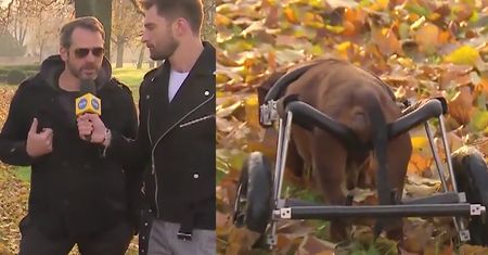 Paweł Deląg z psem w "Dzień Dobry TVN": "Ma problemy z procesami fizjologicznymi. Nie trzyma"