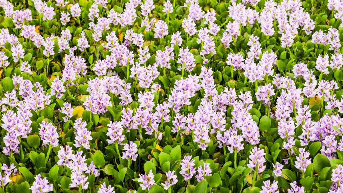 Jednym z najbardziej inwazyjnych gatunków jest hiacynt wodny 