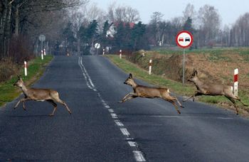 Zderzenie z nimi to nie drobna stłuczka. Zaczyna się sezon na nocne stłuczki ze zwierzętami. "Kierowcy są bez szans"