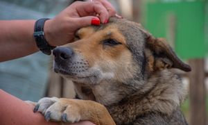 Te psy "podsłuchują" właścicieli. Naukowcy są pewni