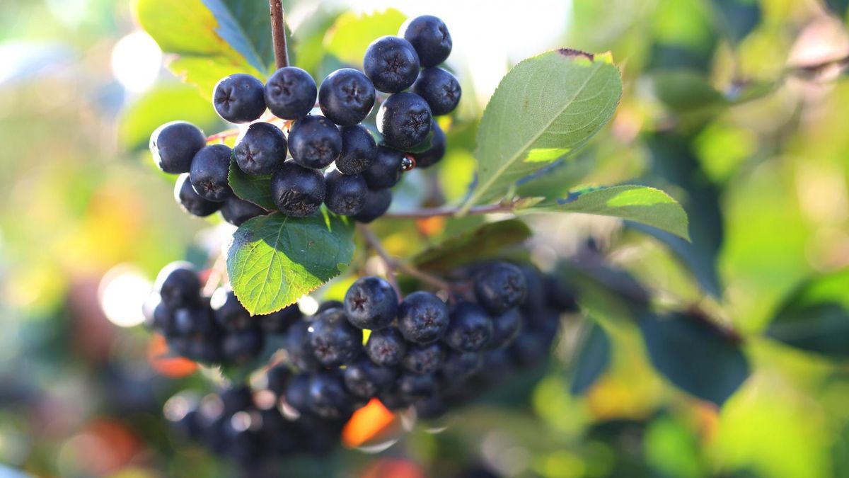 Aronia wspomaga odporność i działa przeciwnowotworowo. 