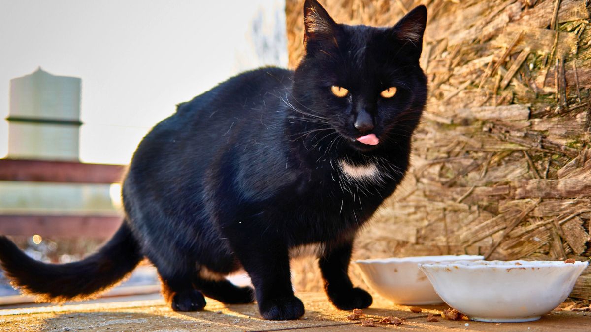 Czarny kot na ulicy