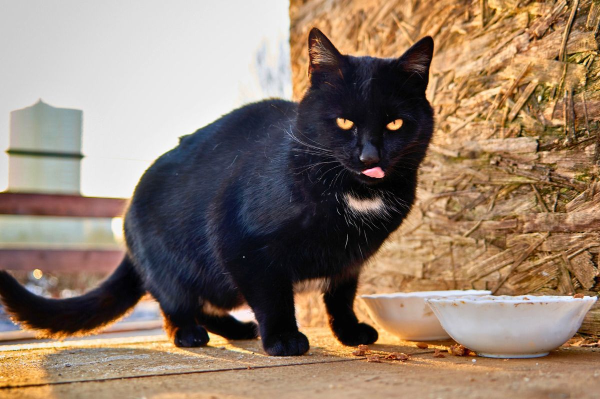 Czarny kot na ulicy