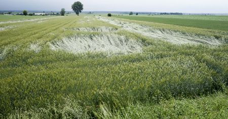 Dramat na polach. Wzrosną ceny chleba