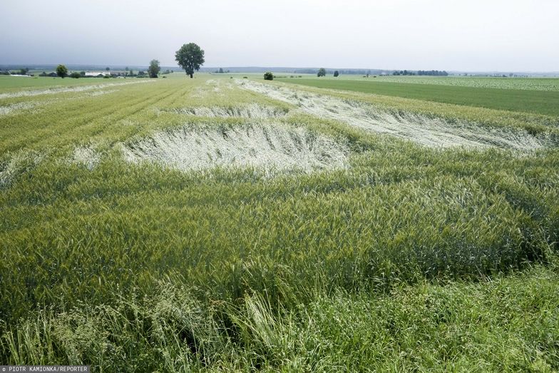 Dramat na polach. Wzrosną ceny chleba