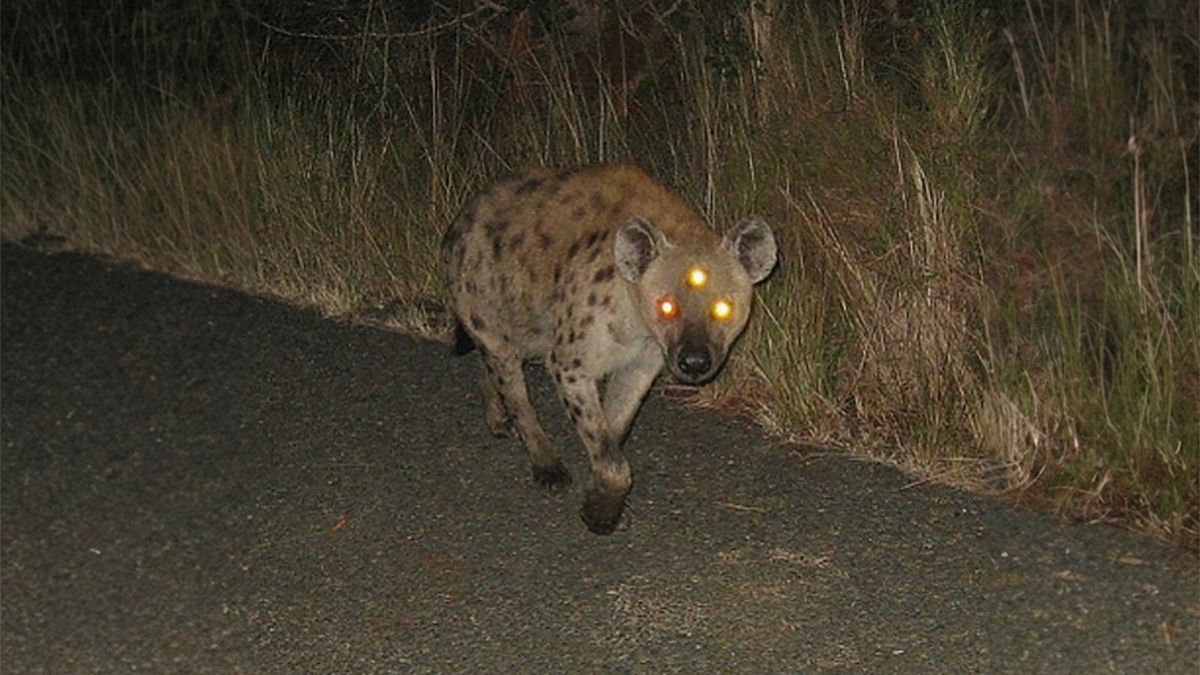Zwierzęta potrafią być straszne w nocy. Zwłaszcza, jak mają troje oczu...