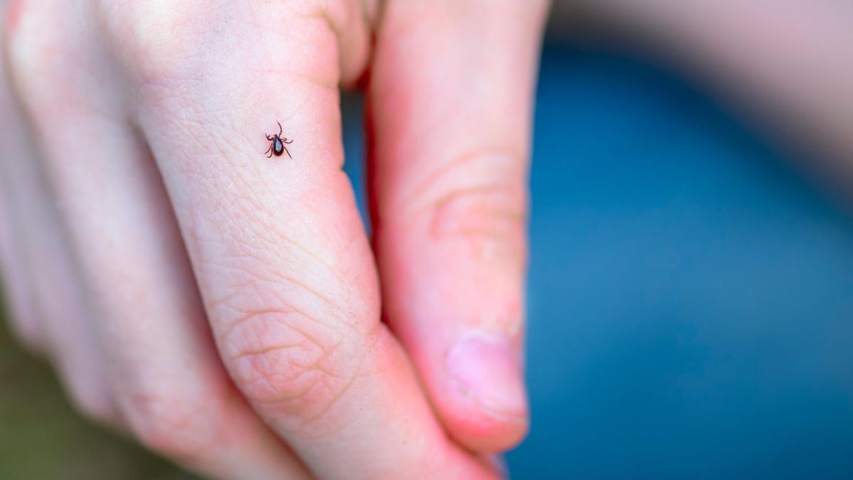 Kleszcze unikają ga jak ognia. Domowy sposób, by zabezpieczyć się przed pasożytami