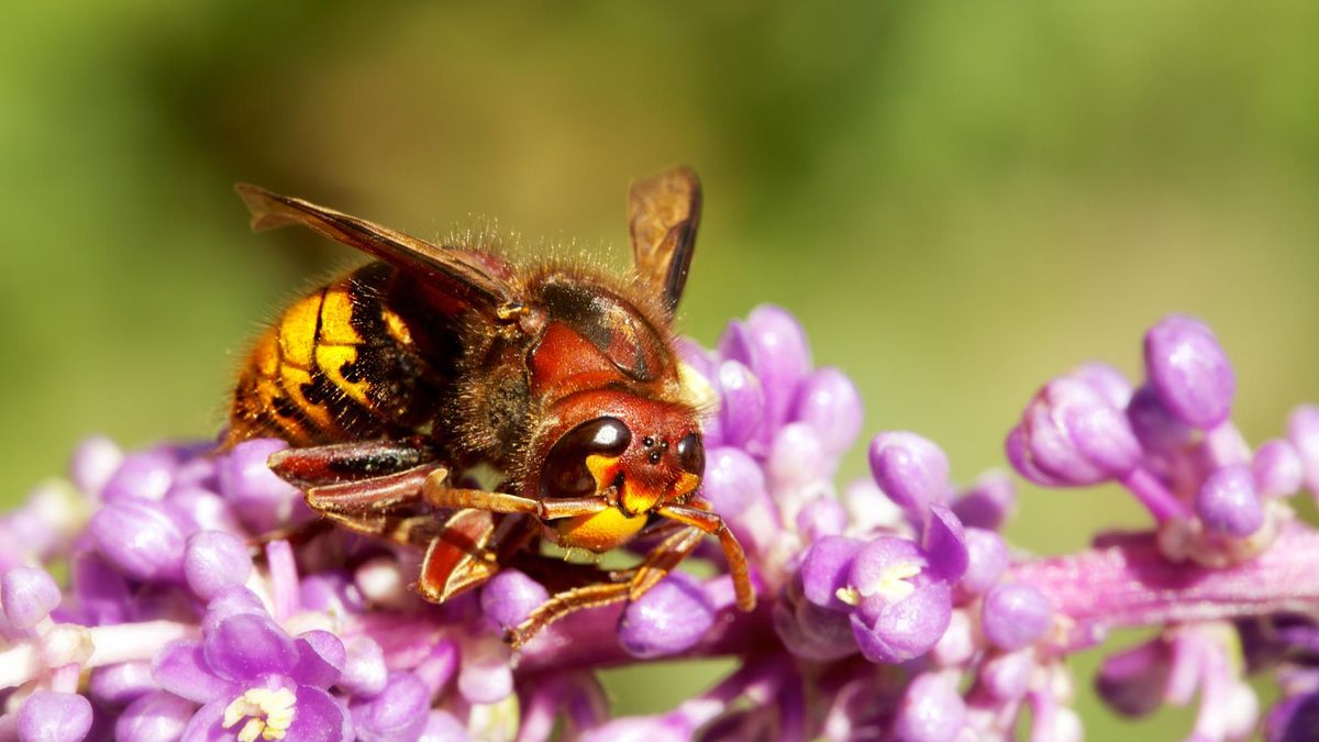 Ta roślina przyciąga szerszenie. Lepiej usuń ją z ogrodu