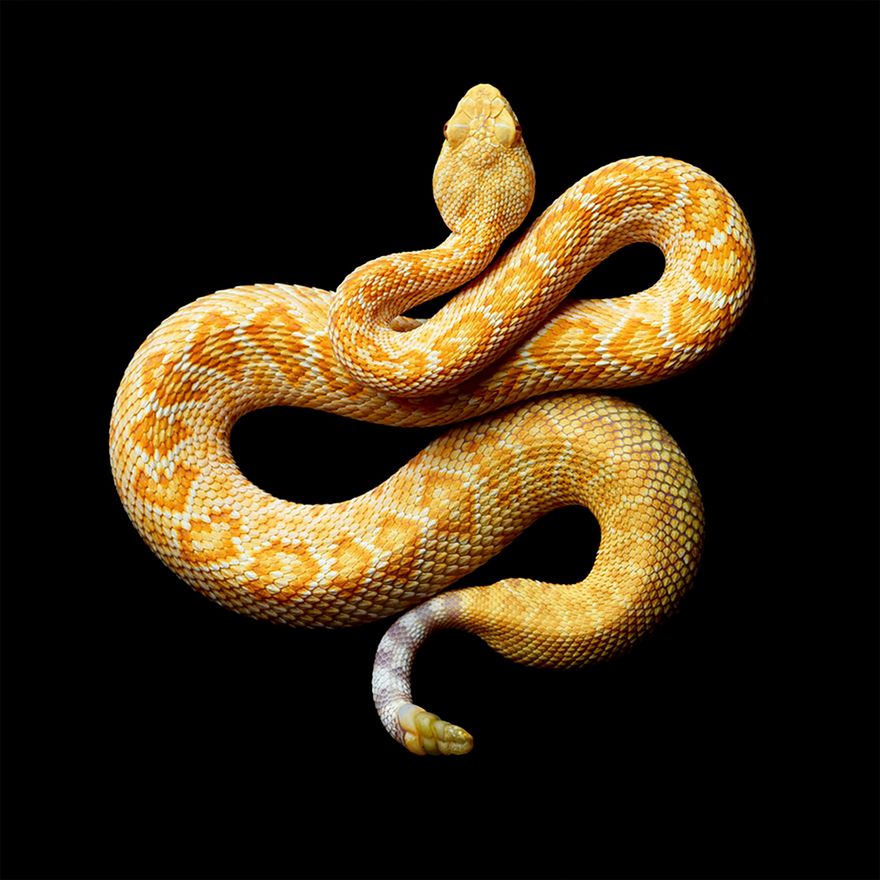 Ukąsiła go czarna mamba, ale dokończył fotografowanie węża. I robi im dalej zdjęcia 14